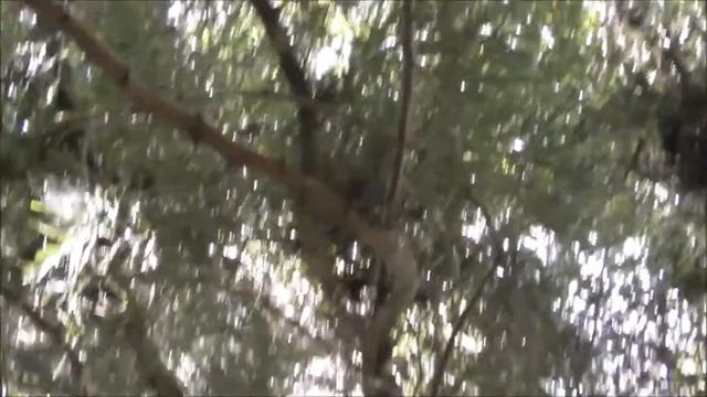Sequoia Gigante смотреть онлайн