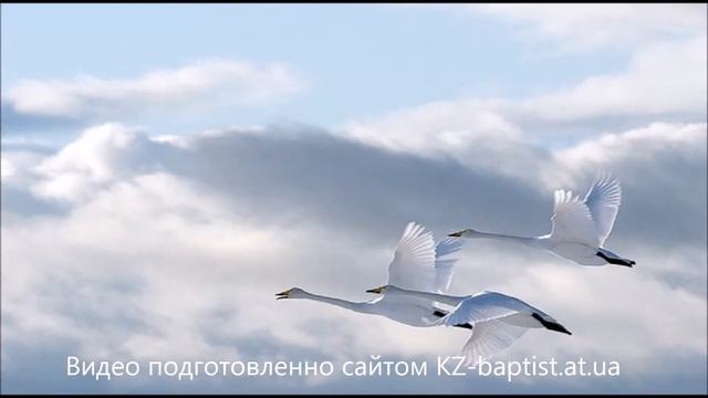 У дикого гуся могучии крылья христианское пение смотреть онлайн