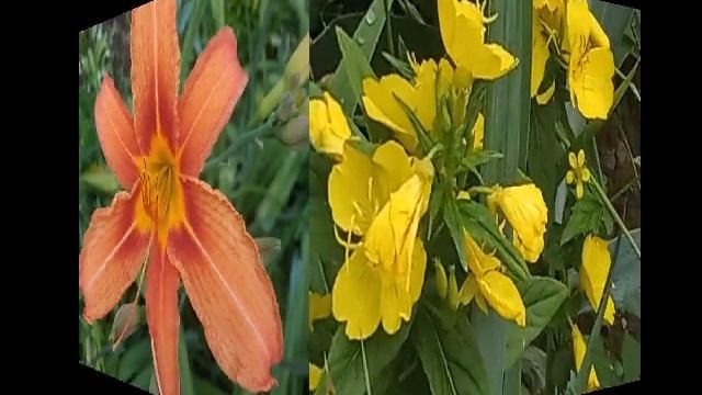 Красивые цветы смотреть онлайн