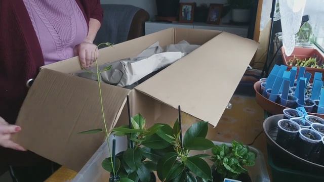 26. März 2024  Посылка от балдур  с растишками