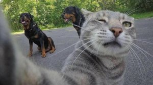 СМЕШНЫЕ ЖИВОТНЫЕ. ЛУЧШАЯ ПОДБОРКА ПРИКОЛОВ