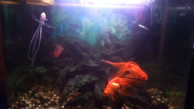 Как избавится от водорослей?