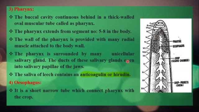 Digestive System of Cattle Leech смотреть онлайн