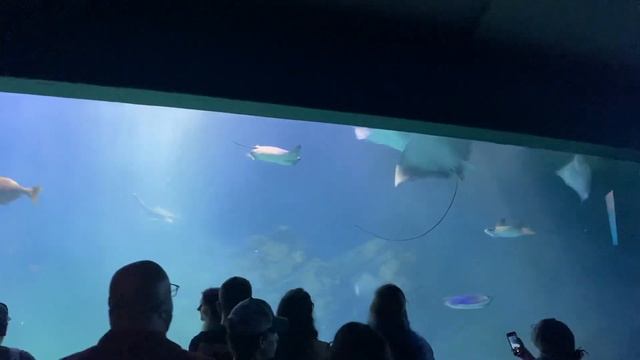 Toronto Aquarium-5 смотреть онлайн