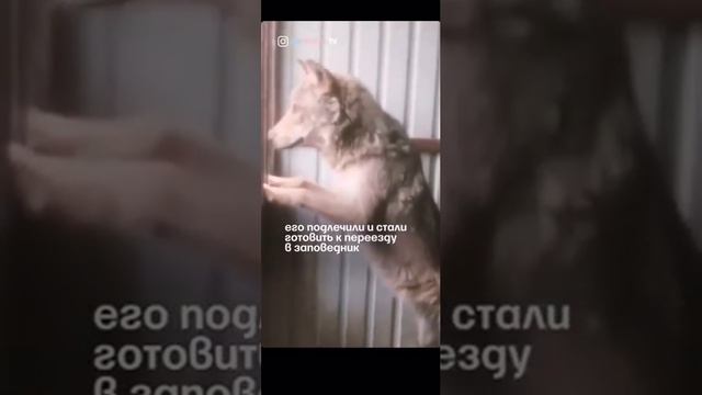 WhatsApp Video 2021 11 02 at 18 21 25 смотреть онлайн