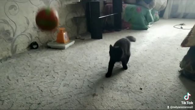 Котенок мейн-кун носит мячик смотреть онлайн