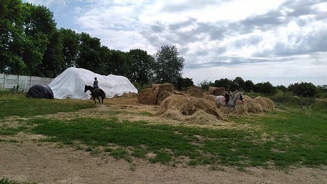 просто рысь) смотреть онлайн