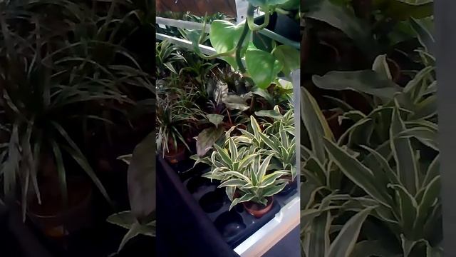 Остерегайтесь этих растений. смотреть онлайн