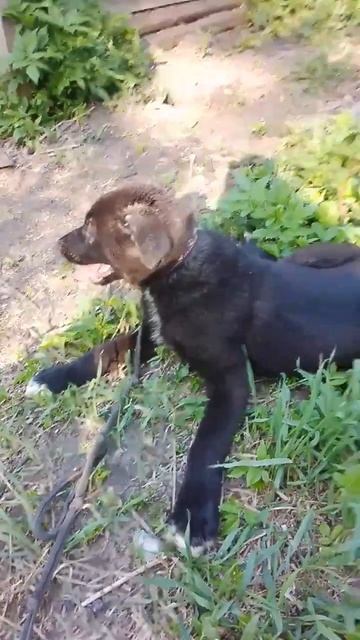 Майк 5 месяцев, ищет дом смотреть онлайн