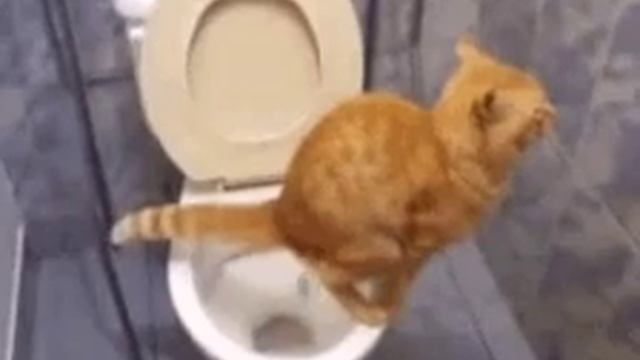 как кот какает смотреть онлайн