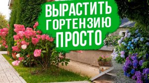 Новые и самые популярные сорта метельчатых гортензий. Уход и обрезка гортензии метельчатой.