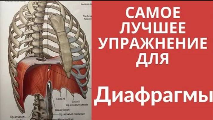 Гимнастика диафрагмы