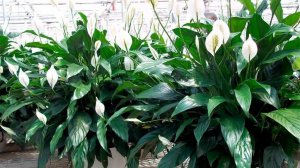Как заставить цвести Спатифиллум. Что нужно «женскому счастью» для цветения