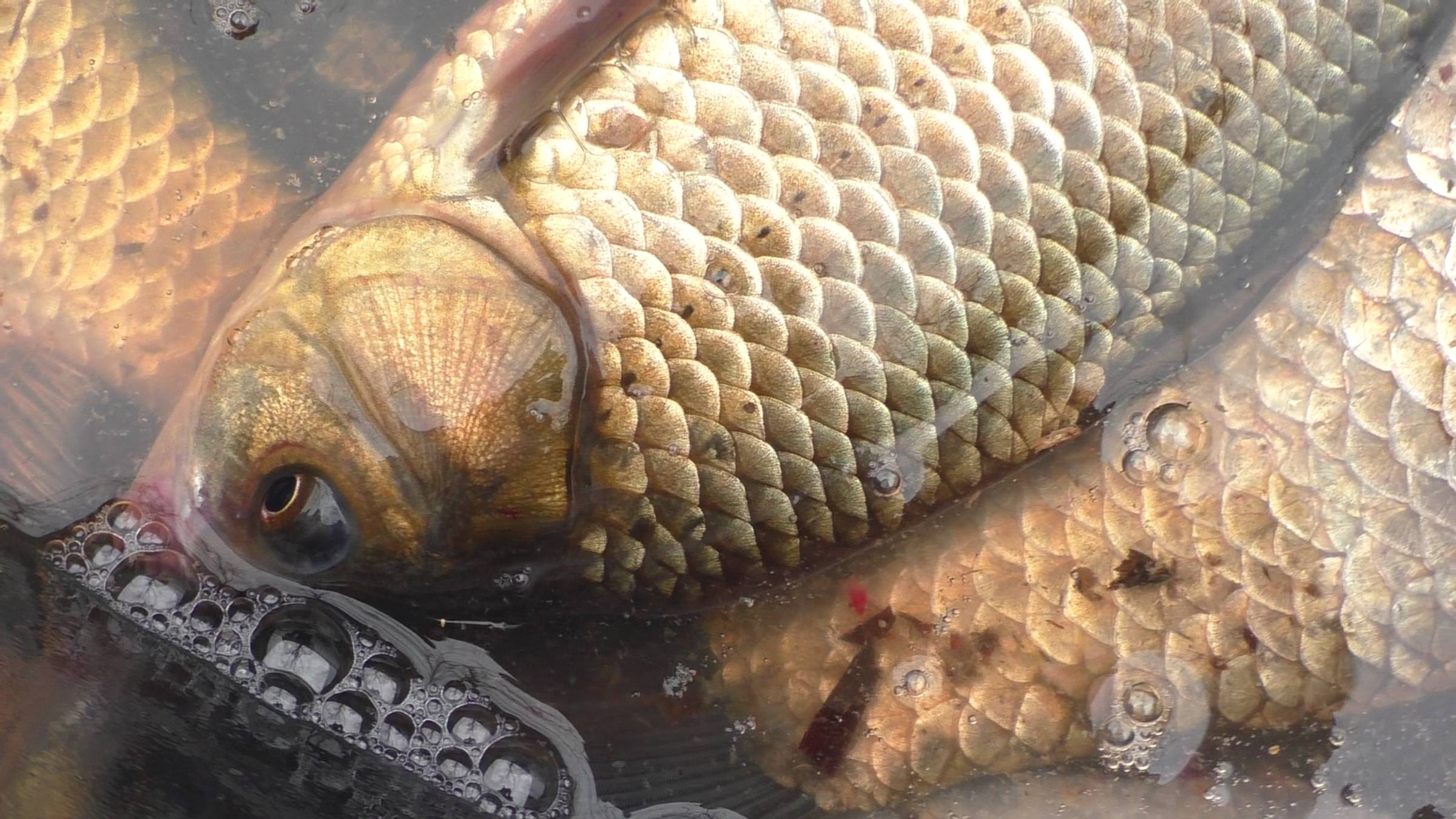 Вот я кайфанул от этой весенней рыбалки.Ловля карася весной на донку.Рыбалка в астрахани смотреть онлайн