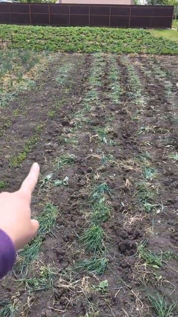 Огород | 10 соток | морковь | свекла | всходы смотреть онлайн