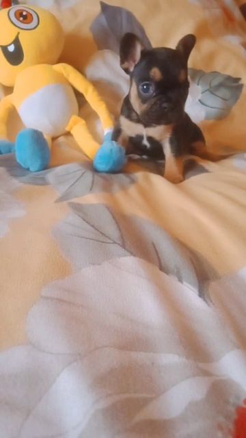 #французскийбульдог #щенки #щенкимосква #щенкифранцузскогобульдога #позитив #супер #французики