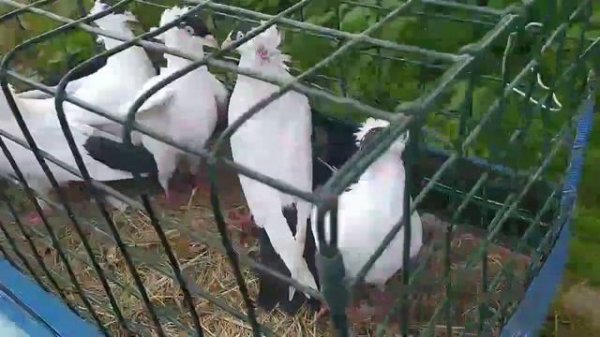 Ок кабутарлар