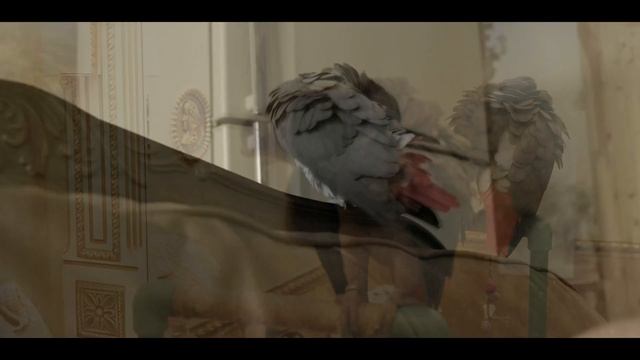 Попугайчик жако Петруньчик делает себе маникюрчик👌/funny animal videos смотреть онлайн