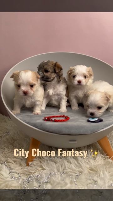 Цветные Йорки Белый Йорк мальчик ,девочка золотой Соболь и две белые йорочки смотреть онлайн