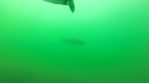 поиск и залежка