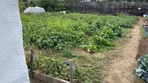 Моя заброшенная дача. Дачные будни. Выкапываю тёрн. Новая грядка. #дача