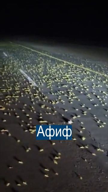 Саранча атаковала Саудовскую Аравию смотреть онлайн