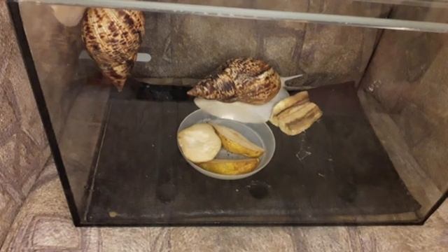 Получила с другого города огромных улиток