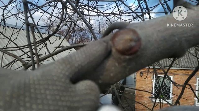 Хочете позбавитись порослі на деревах? Робіть правильні зрізи. смотреть онлайн