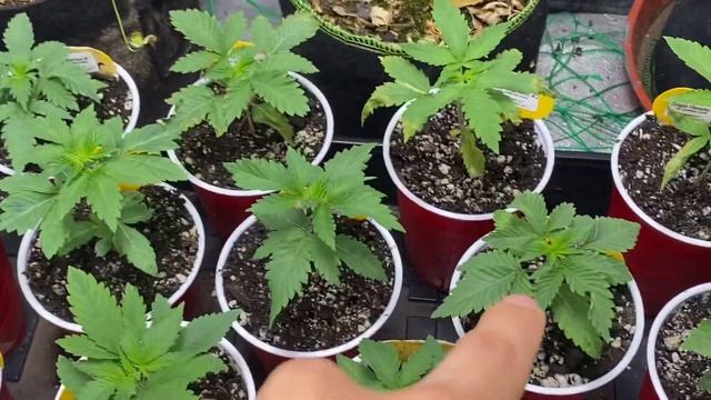 3x3 Tent -Seedlings update - Day 19 смотреть онлайн