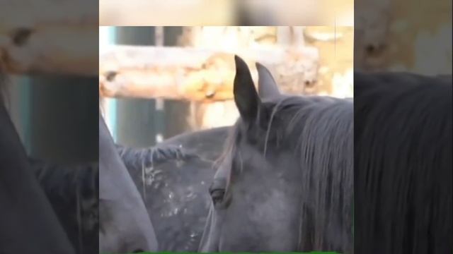 Артур Байрамкулов о своих карачаевских лошадях #ксрачаевсксяпородалошадей#лошади#карачай смотреть онлайн