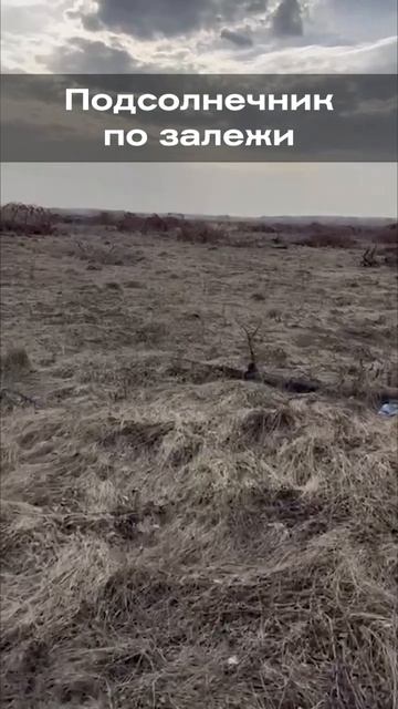 Подсолнечник по залежи смотреть онлайн