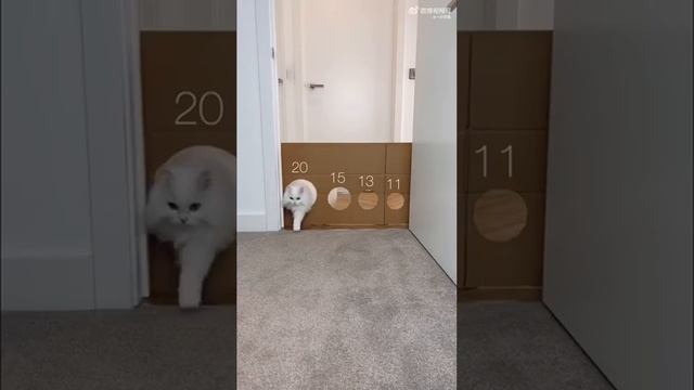 Ловкость кошки