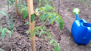 Томаты: уход и подкормка хлореллой.