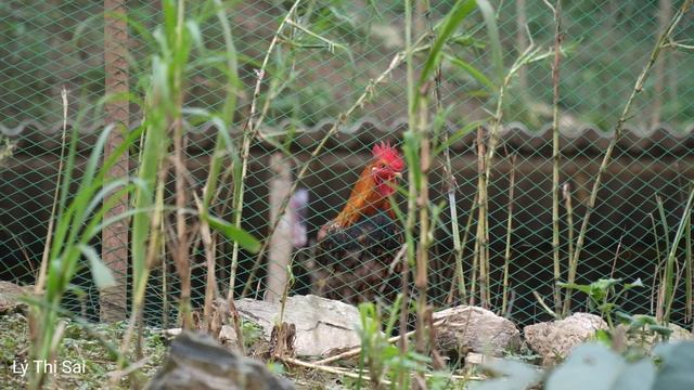Harvest bamboo shoots and kimchi shoots - Take care of your disabled boyfriend l Lý Thị Sai смотреть онлайн