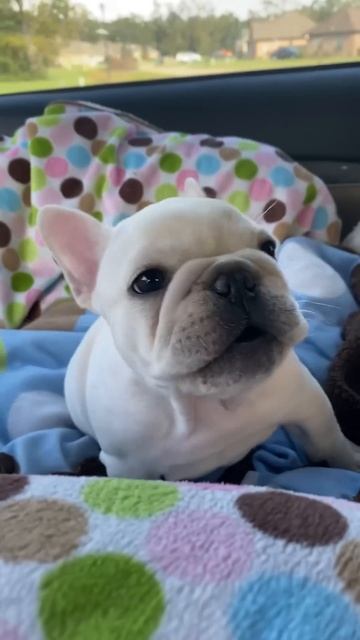 Puppies crying compilation - saddest French Bulldog puppies 😭 #shorts #puppy #dogs #pets #viral смотреть онлайн