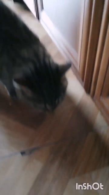 Толстик. Прыжок тигра смотреть онлайн