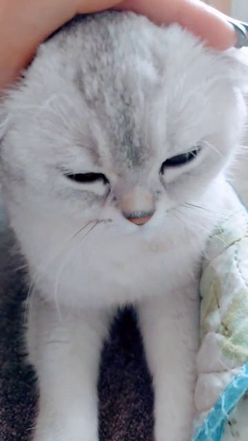 Scottish fold chinchilla pur pur pur pur cute 🙊 смотреть онлайн