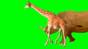 animals stampede green screen|green screen video| All animals green screen video|