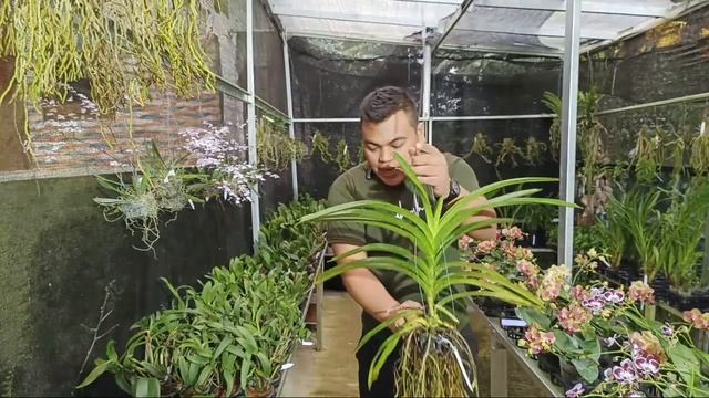 Live Salle Vanda Import Thailand Super Cantik смотреть онлайн