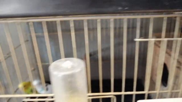 YAVRULARI KISKANDI BANA SALDIRDI ZOR KURTULDUM | MUHABBET KUŞU ÜRETİMİ GENEL DURUM смотреть онлайн
