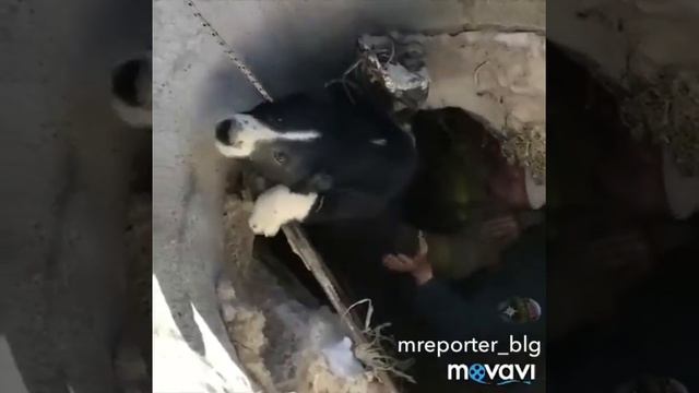 Чигиринские пожарные спасли щенка алабая из колодца смотреть онлайн