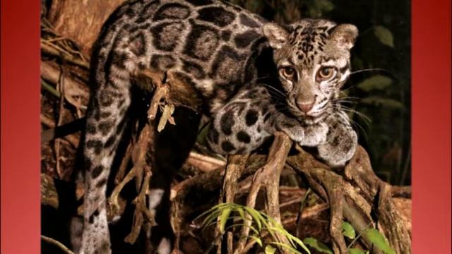 леопард дымчатый. смотреть онлайн