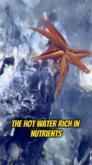 Pompeii Worm Dances In Fire To Survive #shorts смотреть онлайн