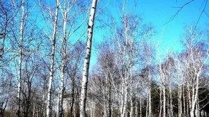 17.03.Герасим Грачевник. День гречневой каши ✨