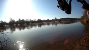 Голавль в проводку на тесто