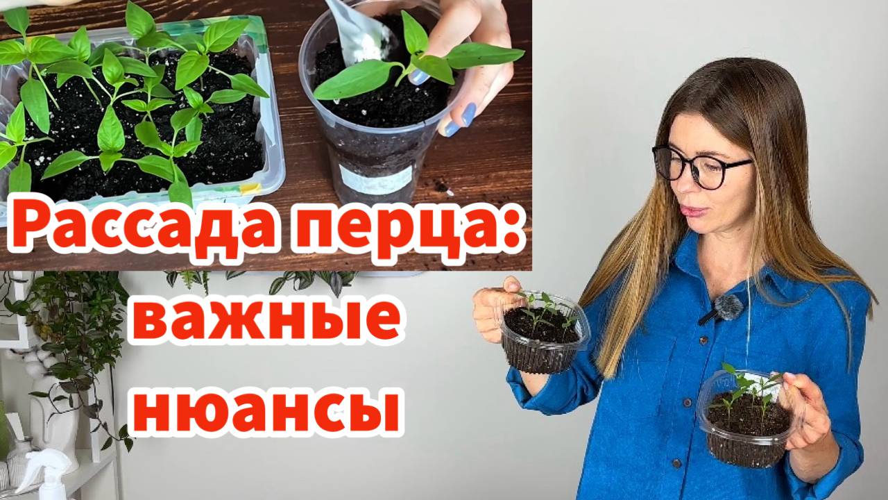 РАССАДА ПЕРЦА: нужна ли пикировка? Можно ли заглублять перец при пересадке? смотреть онлайн