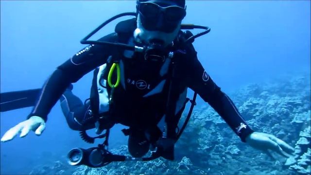 Bluestripe Snapper & Seaturtle