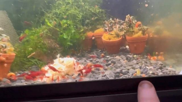 How To Breed Hundreds Of Shrimp (Bloody Marry Shrimp Update) смотреть онлайн