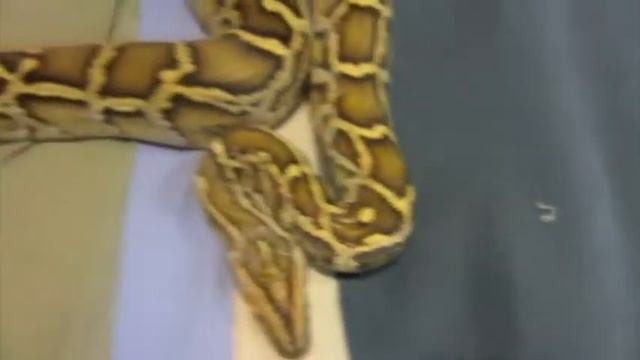 Burmese Python update- morph смотреть онлайн