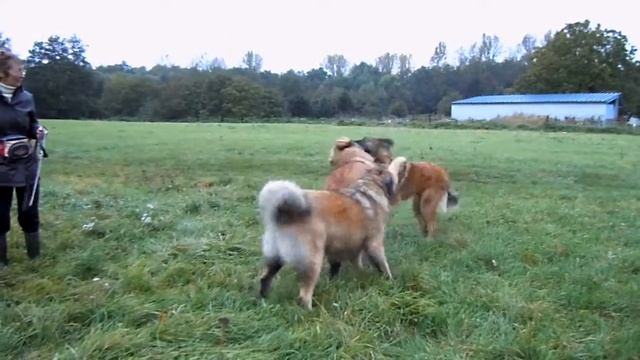 Ferdinand avec ses copines, Coba et Jaïa 09-10-11 смотреть онлайн